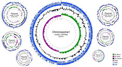 Whole-genome sequence analysis for evaluating the safety and probiotic potential of Lactiplantibacillus pentosus 9D3, a gamma-aminobutyric acid (GABA)-producing strain isolated from Thai pickled weed